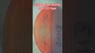 Citrobacter freundii on CLED Agar [upl. by Klemens712]