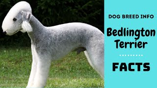 Bedlington Terrier dog breed All breed characteristics and facts about Bedlington Terrier [upl. by Aridan]