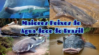 Os 10 Gigantes dos Rios Brasileiros Conheça os Maiores Peixes de Água Doce [upl. by Aciras175]