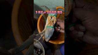 Crabs Worth 11000 Indian Rupees 😱 crab mudcrab youtubeshorts [upl. by Anirad]