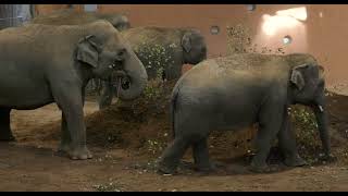 Cincinnati Zoos Head Veterinarian Talks about Elephant Care [upl. by Enyleve233]