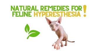 Natural Solutions for Feline Hyperesthesia [upl. by Maude351]