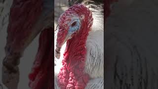 FACT  Turkeys animals wildanimalfacts wildlife [upl. by Eliason]