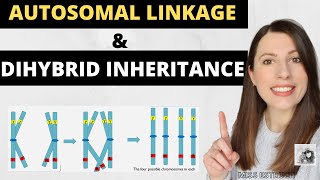 AUTOSOMAL LINKAGE and DIHYBRID INHERITANCE Alevel Biology inheritance genetic crosses and ratios [upl. by Yole]