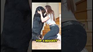 Top 3 Biggest Dog Breeds in the World 🐶🌍 BiggestDogs DogBreeds Top3Dogs shorts [upl. by Alhsa]