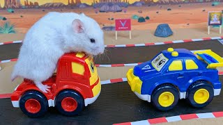 😱 Hamster Escape Maze  Hamster Cute pets Maze hamsterescape mazediytraps hamsterescape 233 [upl. by Ahsaten828]