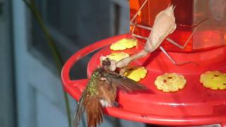 Praying Mantis kills hummingbird 3 [upl. by Flem63]