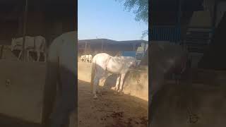 punjabisong punjabi ghodiyan love animallover shortsviral trendingshorts youtubevideos farm [upl. by Anirec]