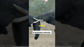 6 brainiest animals shorts [upl. by Cutlor]