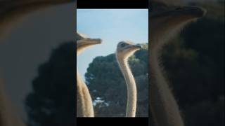 great indian bustard bird shortsfeed viralvideo [upl. by Eicrad240]