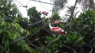 Roseate Spoonbills Seaworld Orlando Florida [upl. by Beth]