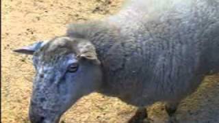 Sheep with head tremor 955kb sheepheadtremorwmv [upl. by Nailluj636]