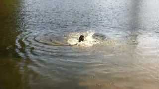 Boykin Spaniel Retrieves Tennis Ball from Pond [upl. by Ahswat218]