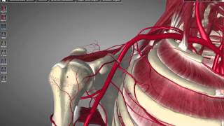 Axillary Artery Tutorial [upl. by Osy]