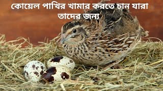 কোয়েল পালন পদ্ধতি ৩০দিনের কোয়েল পাখি [upl. by Domonic]