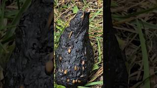 Bear Poop Compilation nature wildlife [upl. by Manton]