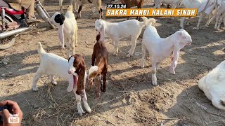 Bakra Mandi Halani New Rates Update VetAsadullah [upl. by Renae]