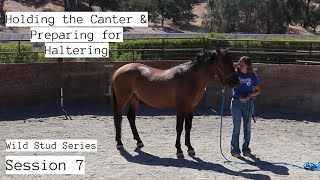 Preparing for Haltering amp Cantering  Mojave Stud 7 [upl. by Oreste]