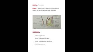 Ischiorectal fossa notes 📝 lifeofmbbs medicalconcepts28 [upl. by Airam]