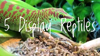 5 Good Display Reptiles [upl. by Assirod]