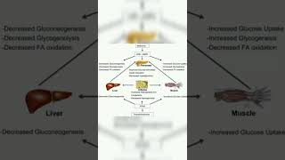 Functions of Pancreas  Pancreas mechanisms pancreas [upl. by Anitsirt121]