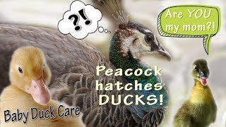 Peacock Hatches Baby Ducks  Baby Duck Care  They Follow ME [upl. by Olney]