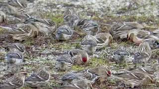 A feast for a flock of Common Redpoll [upl. by Nimref473]