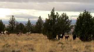 Wild Horses of the Steens Mountain  Our first glimpse of War Eagle and Copperhead stallions [upl. by Notrab]