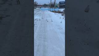 Flock of Ptarmigan Birds 🪿ptarmigans birds northernbird nwt bird birdwatching [upl. by Roosnam]