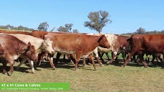 Gullendah Pastoral Company  41 x 41 Cows amp Calves [upl. by Araid702]