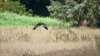 Marsh Harrier catches mouse  Bruine Kiekendief vangt muis Circus Aeruginosus [upl. by Stanway943]