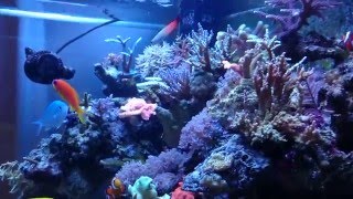 Progression of Reef and 15 gallon column tank part 11 [upl. by Blakeley]