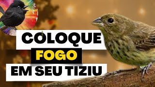 Piados de Fêmea de tiziu Poderoso Esquenta Para Tiziu Ao Vivo Agora 5 Minutos e Seu Tiziu Cantando [upl. by Holsworth]