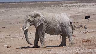 Etosha Safari [upl. by Auop]