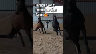 Freiarbeit Pferd 🥰 libertyhorse pferdeausbildung horsemanship pferdetraining freiarbeit [upl. by Struve]