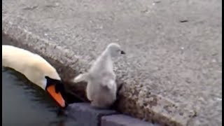 Emerging Baby Swans at Llanfairfechan [upl. by Alilahk961]