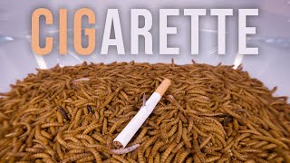 10 000 Mealworms vs CIGARETTE [upl. by Berlauda633]