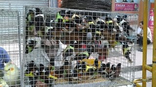 The tricoloured munia Lonchura malacca in a roadside bird shop Asansol West bengal India [upl. by Hashum608]