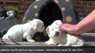 Maltezer pups van het Bolkshof [upl. by Amati291]