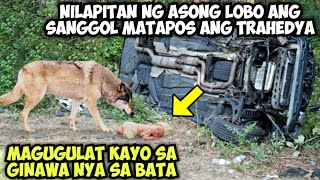 NILAPITAN NG ASONG LOBO ANG SANGGOL MATAPOS ANG TRAHEDYA MAGUGULAT KAYO SA GINAWA SA BATA [upl. by Eitsyrhc]