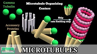 Microtubules  Microtubule Structure amp Function  Microtubules Assembly Microtubule Polymerisation [upl. by Eleira153]