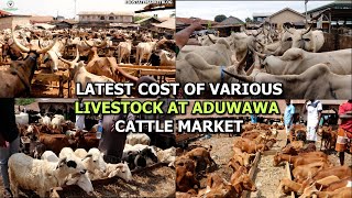 LATEST COST OF VARIOUS LIVESTOCK COW GOAT RAM NATIVE GOAT AT ADUWAWA CATTLE MARKET IN BENIN CITY [upl. by Niggem]