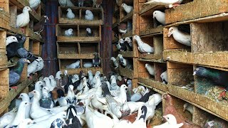 Biggest Pigeon farm  future nature [upl. by Washko67]