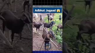 अद्भुत आधुनिक Jugaad 😱 bakrifarming goat goatfarming bakripalan farming shorts [upl. by Knowland]