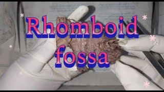 Rhomboid fossa drchitrashumananatomy [upl. by Linis548]