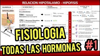 Sistema Endocrino y Fisiología de Glándulas y Hormonas [upl. by Sihonn57]