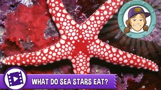 Animal Jam  Ask Tierney What do sea stars eat [upl. by Swan73]