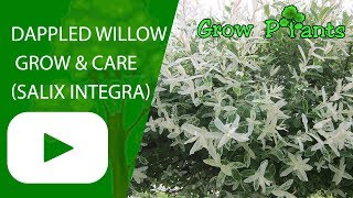 Dappled willow  grow and care Salix integra [upl. by Thayer601]