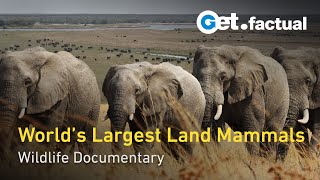 Elephants Up Close Gentle African Giants  Full Widlife Documentary [upl. by Amalie]