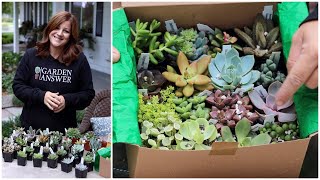 Succulent Unboxing 🌵💚🌿 Garden Answer [upl. by Smaj213]